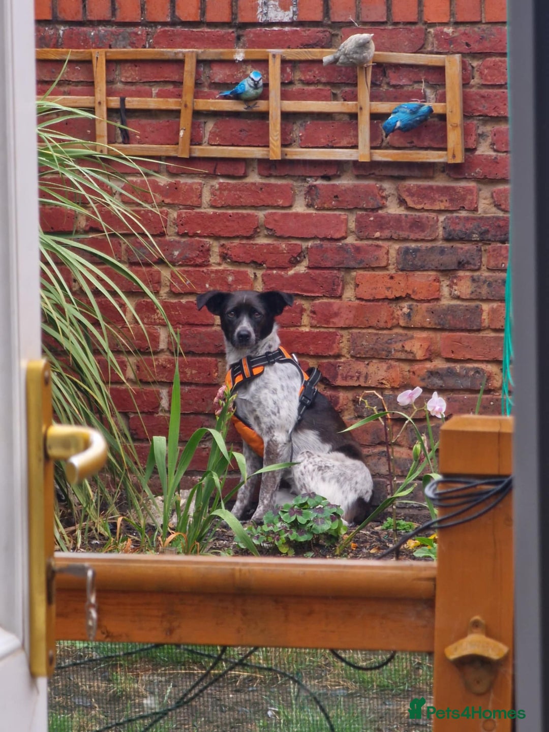 Mixed Breed dogs for sale: naomi - Image 6