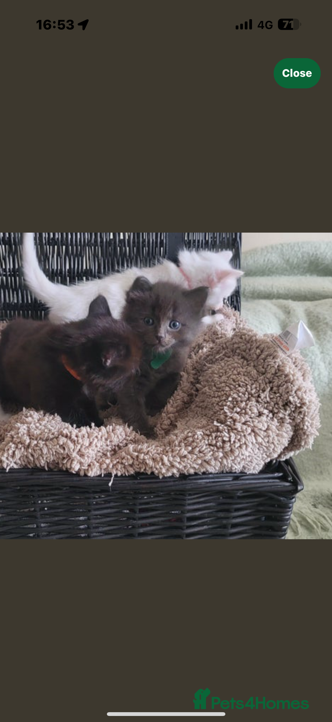 Turkish Angora cats for sale: Grey Turkish Angora Mixed Kitten - Image 5