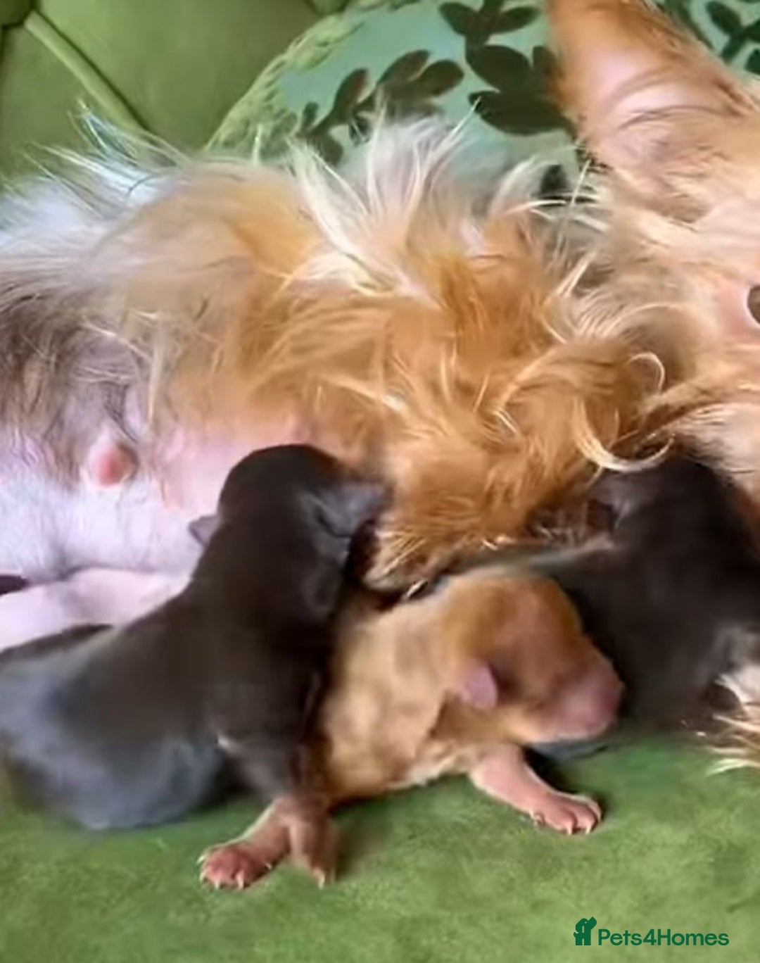 Yorkshire Terrier dogs for sale: Yorkshire terrier puppies  - Image 12
