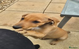 Mixed Breed dogs for sale: Lurcher x staff  in Sturminster Newton - Image 23
