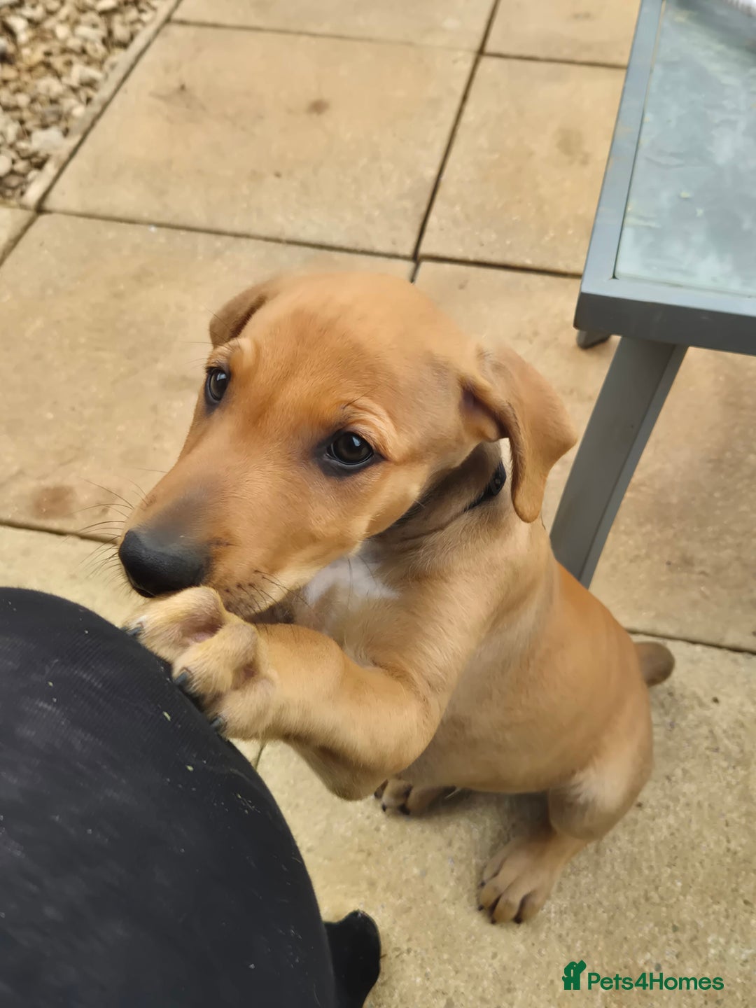 Mixed Breed dogs for sale: Lurcher x staff  in Sturminster Newton - Image 23