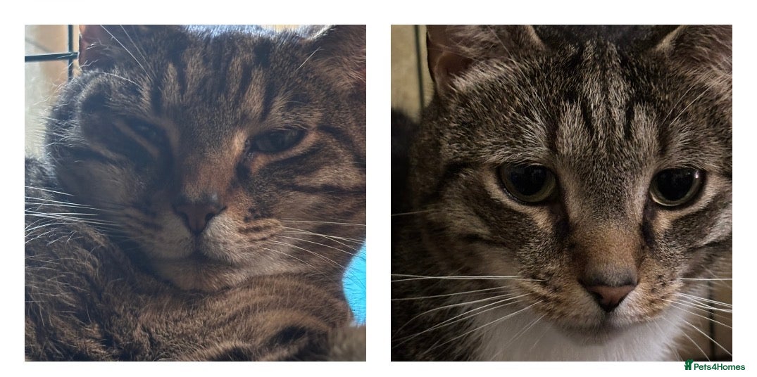 Mixed Breed cats Bonded Brothers - 6 yrs - Loving, Playful, cheeky - Advert 1