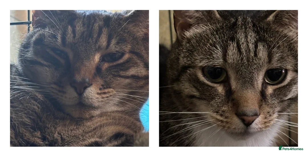 Mixed Breed cats for adoption: Bonded Brothers - 6 yrs - Loving, Playful, cheeky - Advert 1