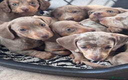Miniature Dachshund dogs for sale: Gorgeous Miniature Daschunds  - Image 27