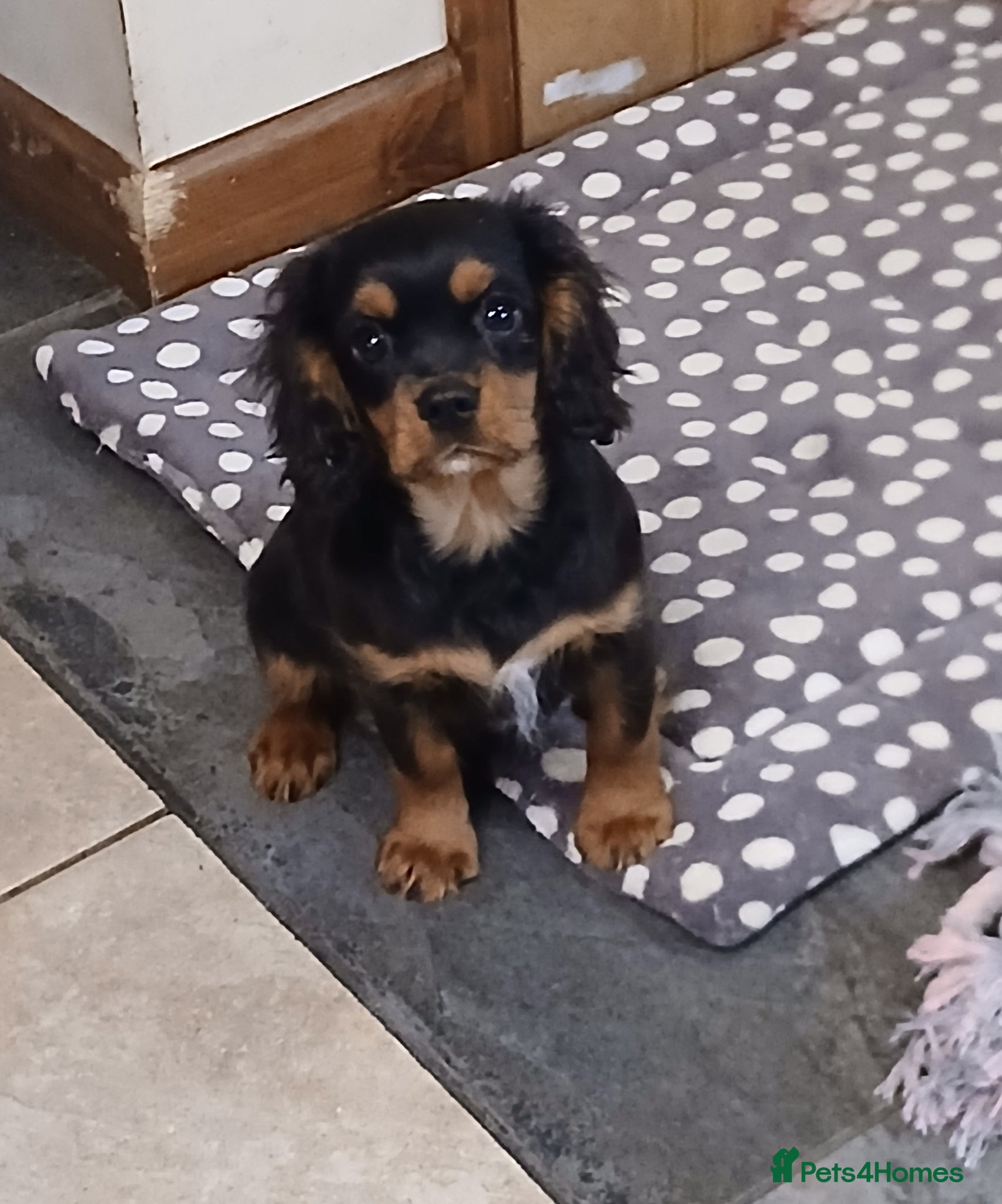 Cavalier King Charles Spaniel dogs Fully vaccinated BOYS - Advert 3