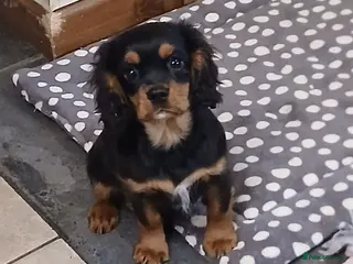 Cavalier King Charles Spaniel dogs Fully vaccinated BOYS - Advert 3