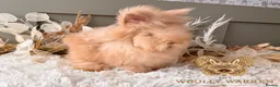 Angora rabbits for sale: 3 BEAUTIFUL VACCINATED ANGORAS READY NOW - Advert 6