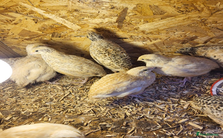 Quail poultry - Advert 4
