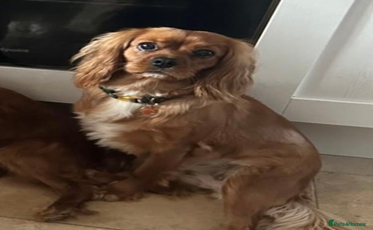 Shih Tzu dogs - Advert 13