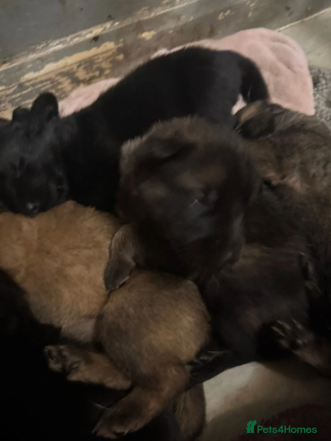 German Shepherd dogs for sale: Stunning German shepherd babies  - Advert 4