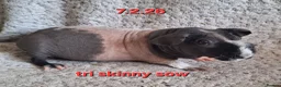 Guinea Pig rodents for sale: Skinny pig sows - Advert 4