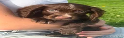 Cocker Spaniel dogs for sale: 🤎 Raised with knowledge. Raised with love - Advert 6