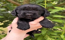 Cocker Spaniel dogs for sale: Show Type Cocker Spaniels - Image 15