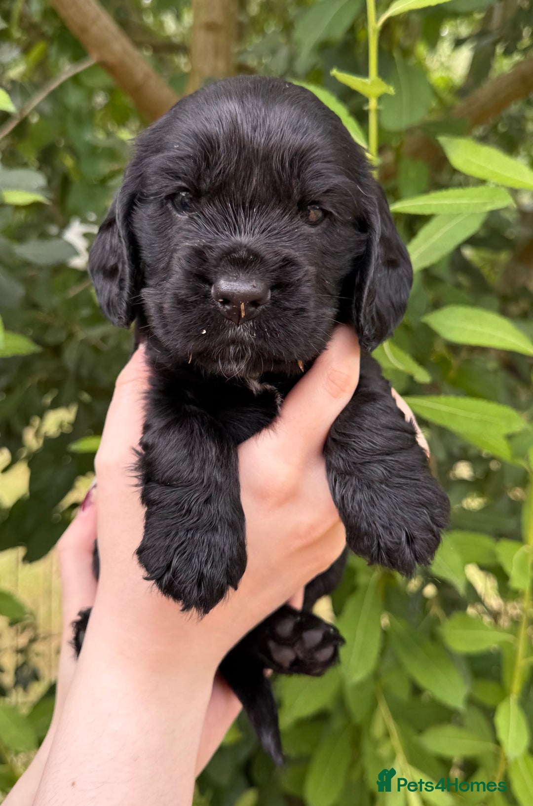 Cocker Spaniel dogs for sale: Show Type Cocker Spaniels - Image 15