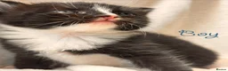 Mixed Breed cats for sale: Half Scottish adorable cuties 🩷🩵 - Advert 13