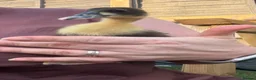 Ducks poultry for sale: 🦆🦆Ducklings for sale 🦆🦆 in Wigston - Advert 3