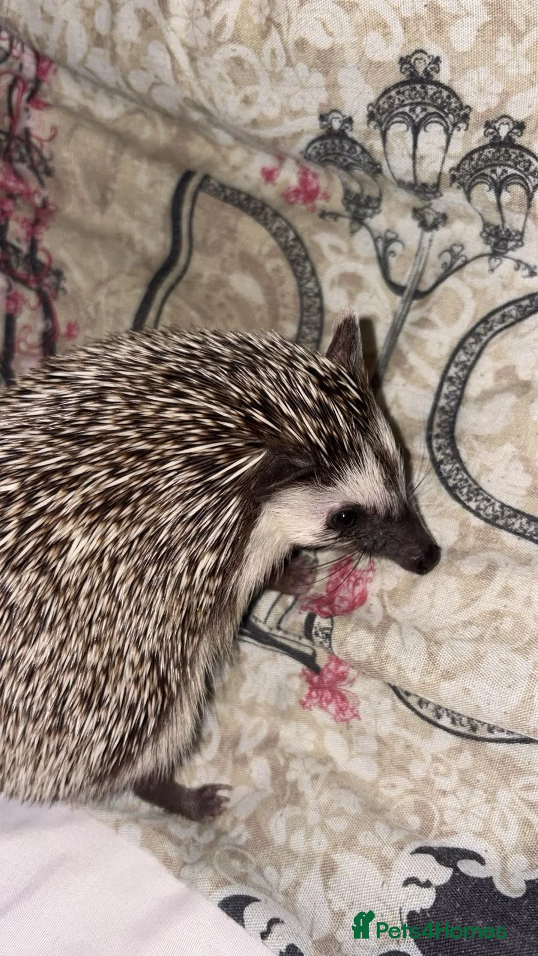 Pygmy Hedgehog rodents for sale: SPIKEY Friendly pygmy hedgehog ❤️ - Advert 1