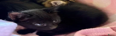 Domestic Shorthair 6