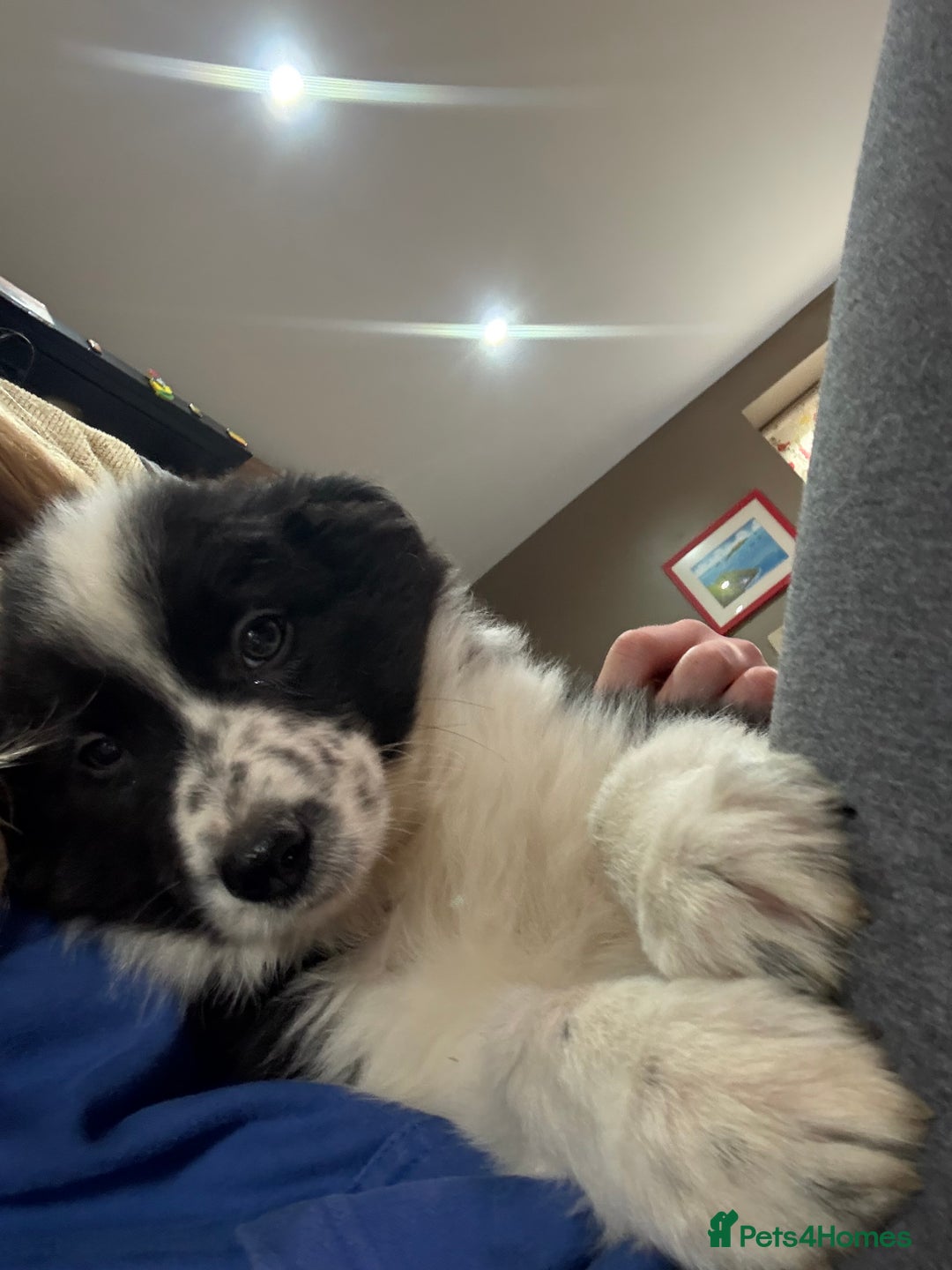 Border Collie dogs for sale: Border collie puppies  - Advert 20