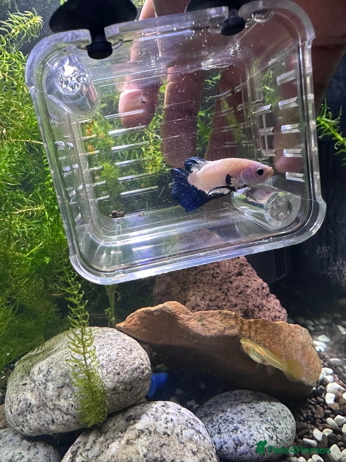 Bettas fish Blue Rimmed Betta - Advert 1