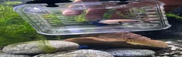 Bettas fish for sale: Blue Rimmed Betta in Rochdale - Advert 1