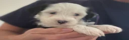 Tibetan Terrier dogs for sale: KC reg Tibetan terrier puppies  - Advert 8
