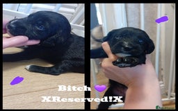 Mixed Breed dogs for sale: Greyhound x Bedlington terrior pups - Image 7