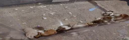 Hamster rodents for sale: Syrian hamster - Advert 1
