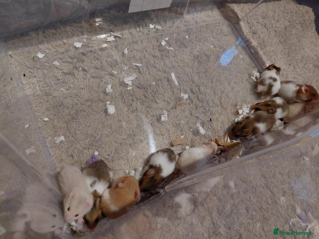 Hamster rodents for sale: Syrian hamster - Advert 1
