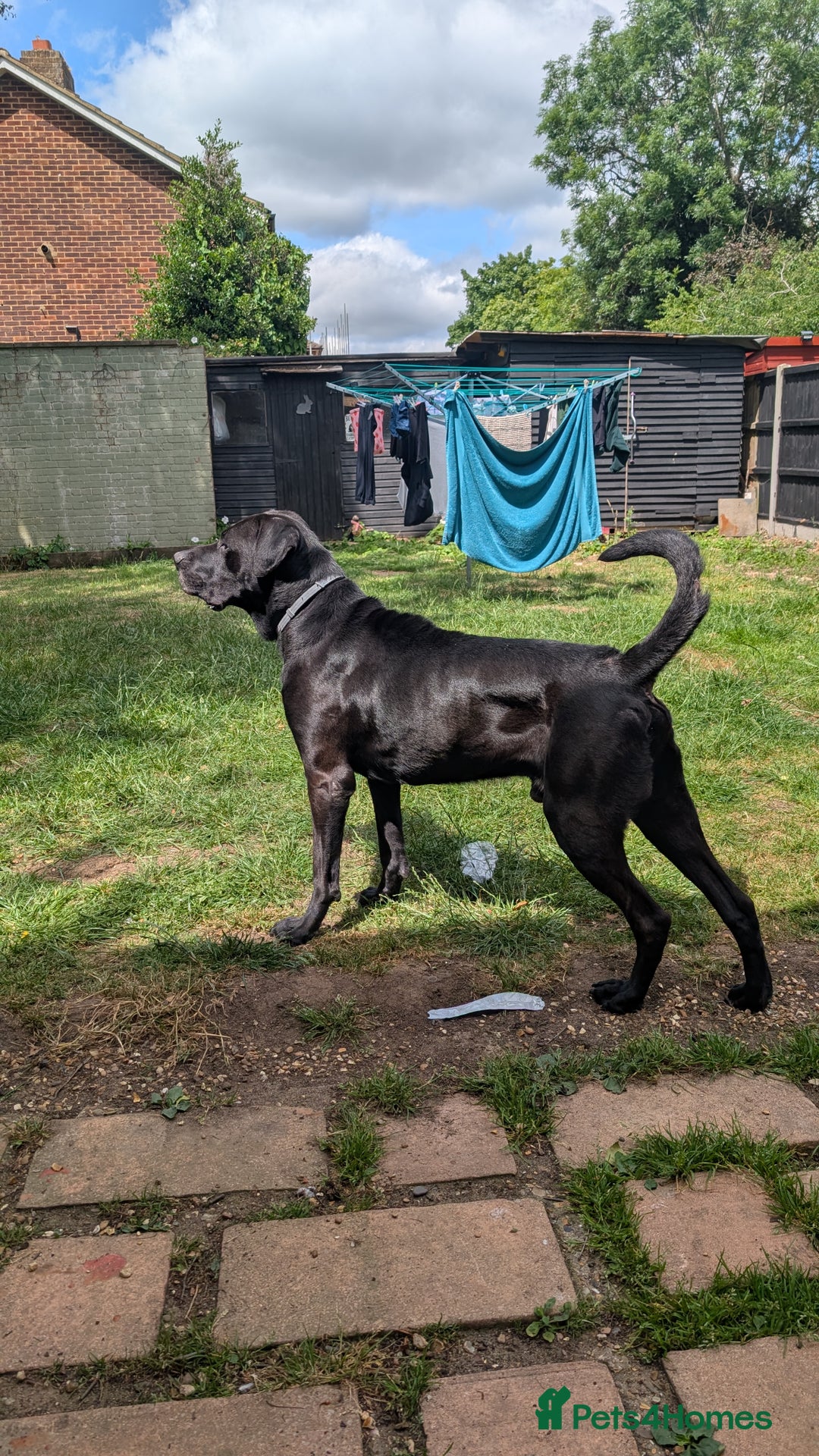 Mixed Breed dogs for sale: Loki for rehoming  - Advert 6
