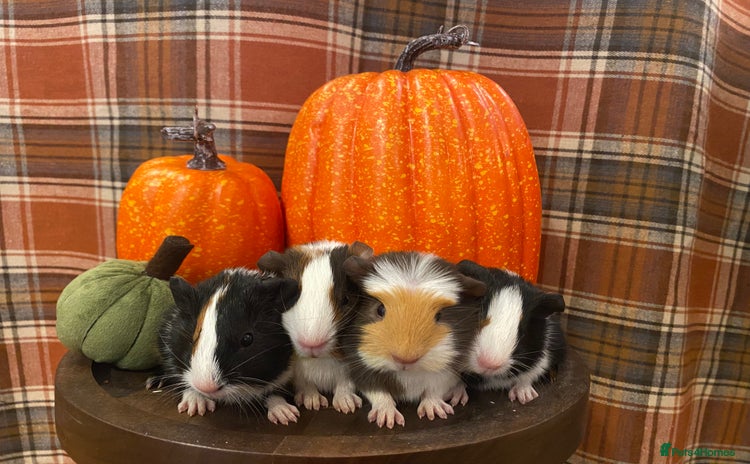 Guinea Pig rodents - Advert 3