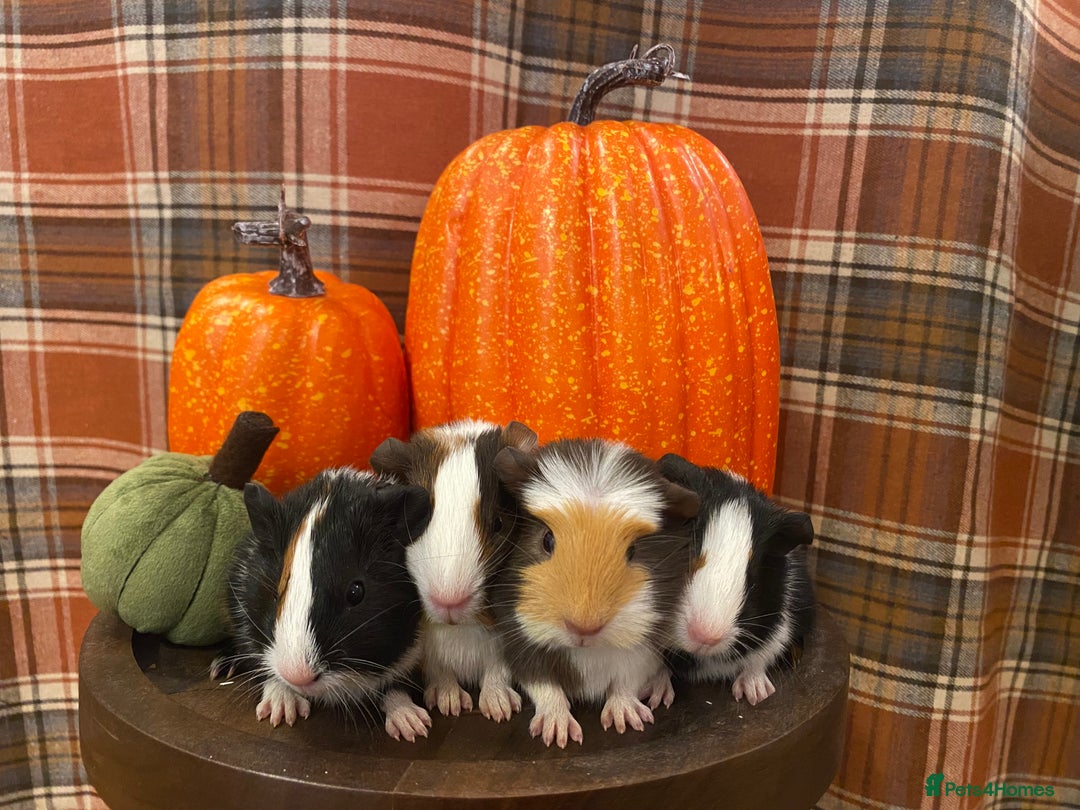 Guinea Pig rodents for sale: Baby female Guinea pigs - Image 1