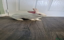 French Lop rabbits for sale: Giant French lop x giant continental  - Image 3