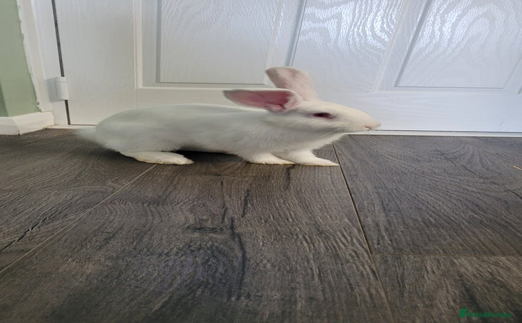 French Lop rabbits - Advert 6