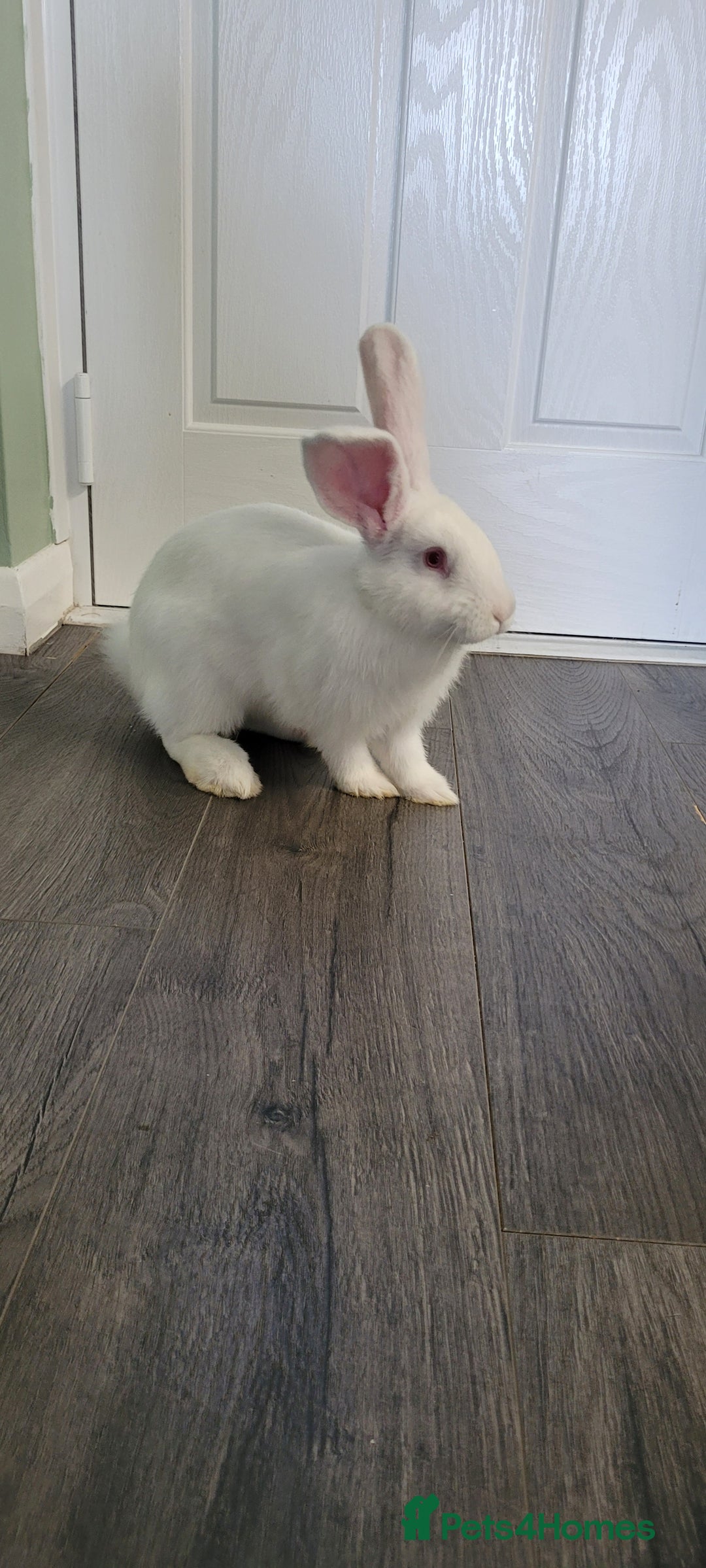 French Lop rabbits for sale: Giant French lop x giant continental  - Image 3