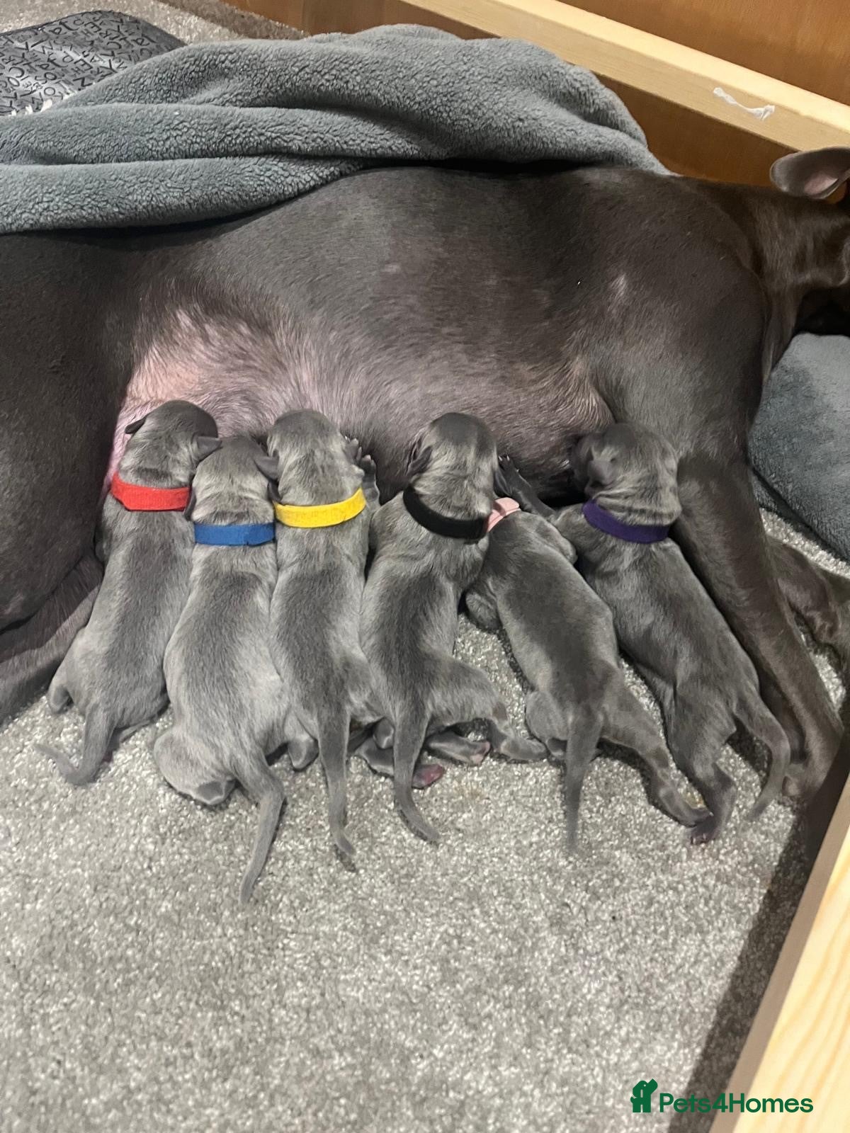 Whippet dogs Full blue pedigree KC reg whippet puppies - Advert 1
