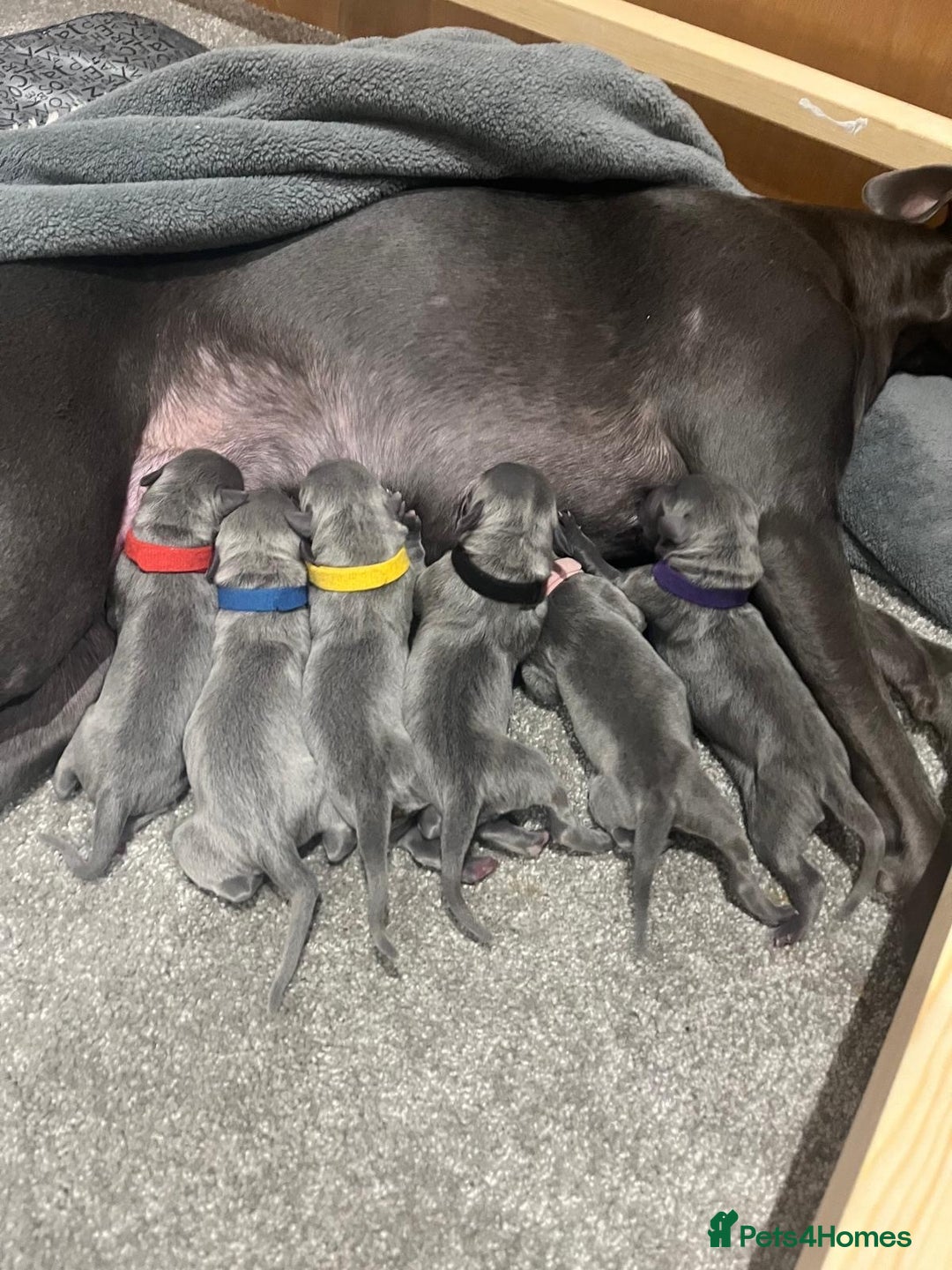 Whippet dogs for sale: Full blue pedigree KC reg whippet puppies - Advert 1