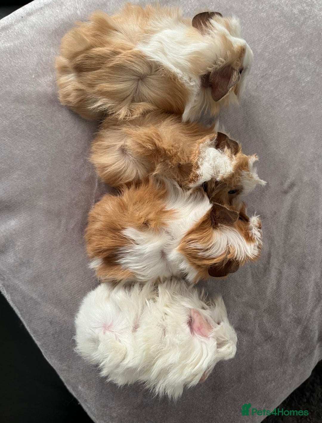 Guinea Pig rodents for sale: Stunning baby guinea pigs Abyssinian/ funkies - Image 10