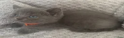 British Shorthair cats for sale: British shorthair kittens  - Advert 9