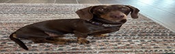 Miniature Dachshund dogs for stud: Kc Miniature chocolate daschund for stud  - Advert 1