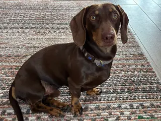 Miniature Dachshund dogs Kc Miniature chocolate daschund for stud - Advert 17