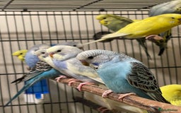 Budgerigars birds for sale: Budgies  - Advert 8