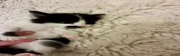 Turkish Angora cats for sale: Turkish angora kitten  - Advert 21