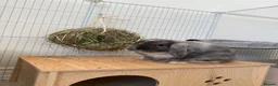 Mini Lop rabbits for sale: Mini lop bunny  - Advert 6