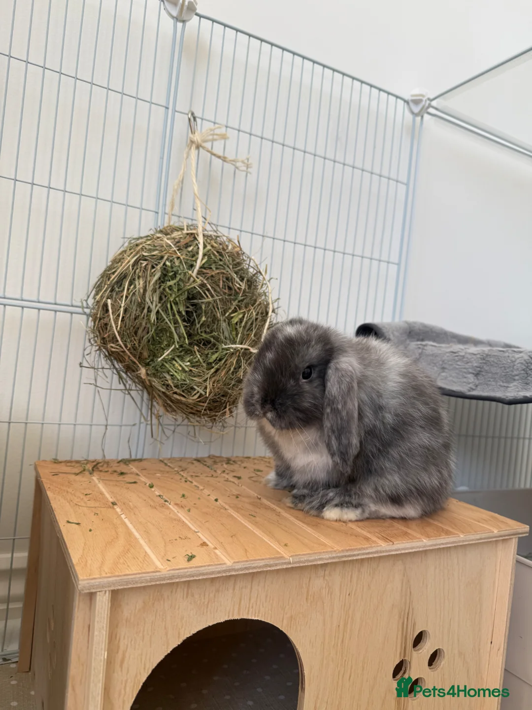 Mini Lop rabbits for sale: Mini lop bunny  - Advert 6
