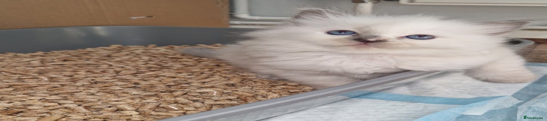Ragdoll Kitten 3