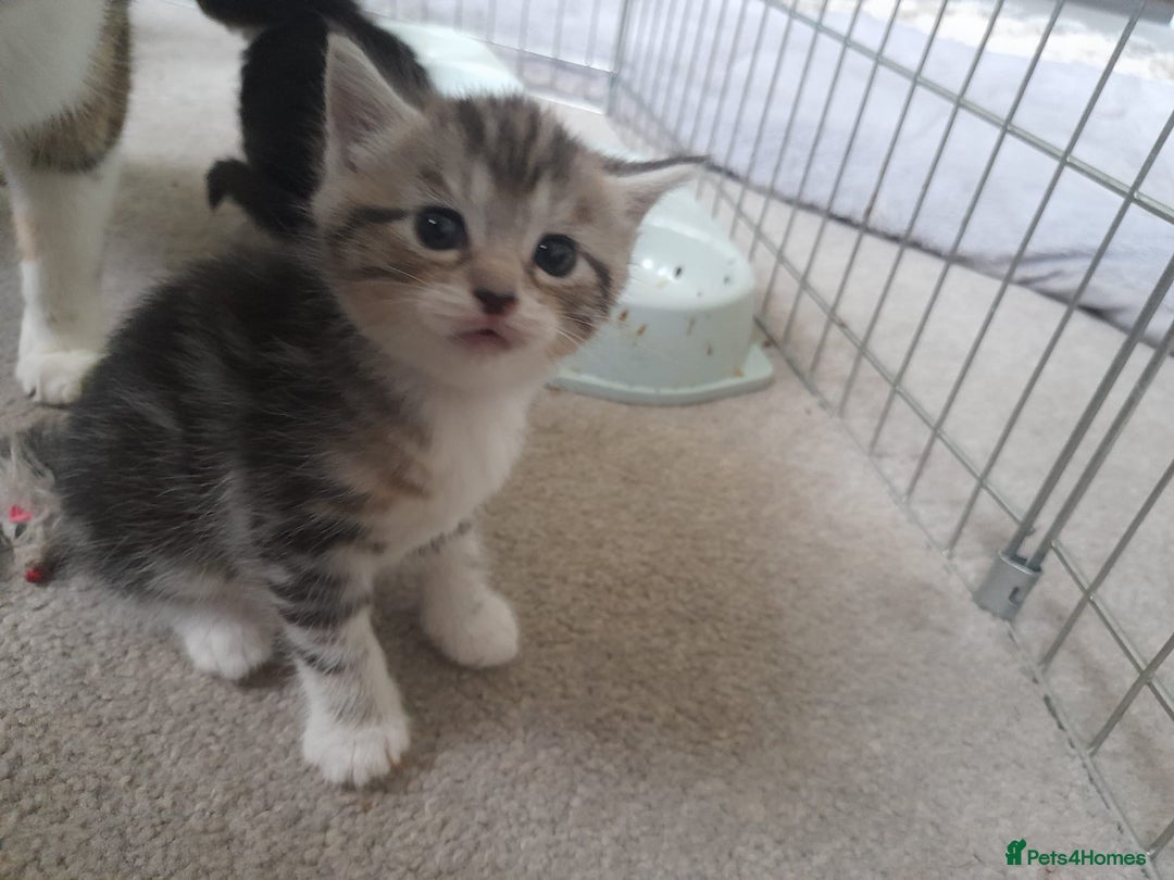 Bengal cats for sale: 4 kittens available  - Advert 1