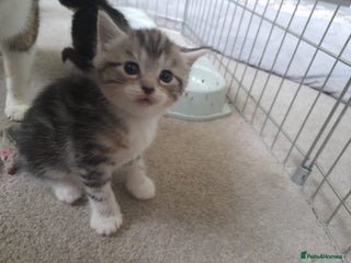 Bengal cats 4 kittens available - Advert 2