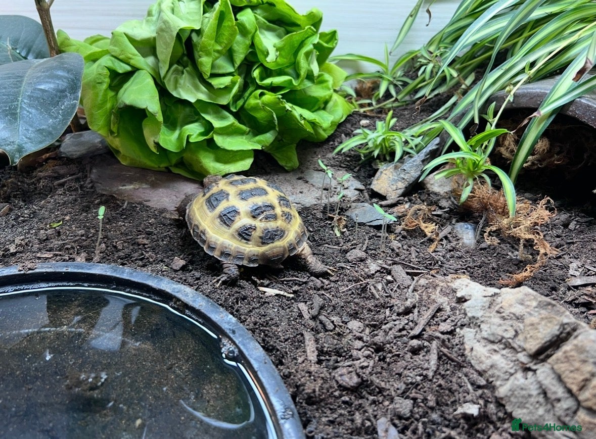 Tortoise reptiles Corey - Horsfield’s tortoise  - Advert 1
