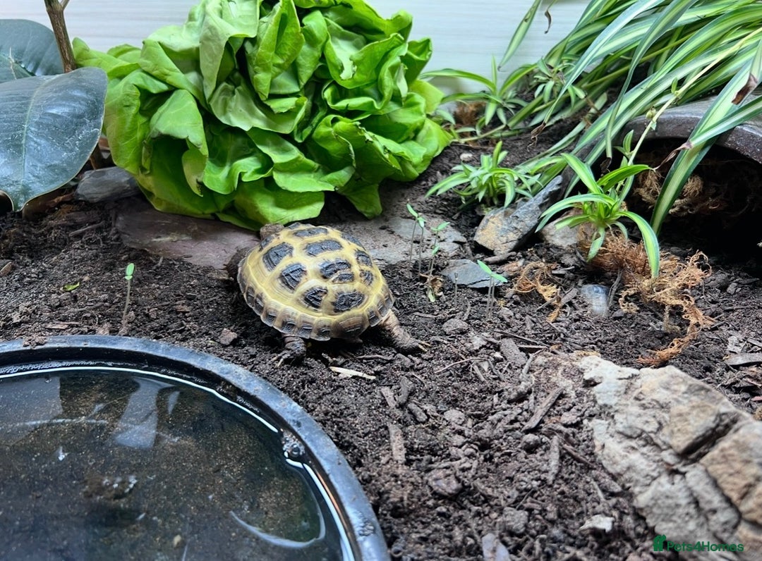 Tortoise reptiles for sale: Corey - Horsfield’s tortoise  - Advert 1